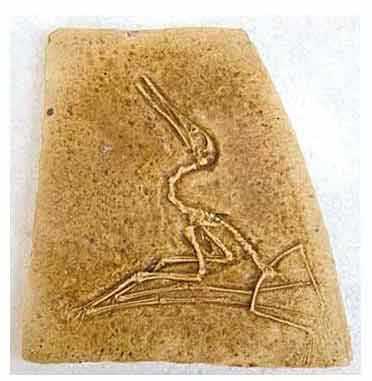 Reproduction Fossile reptile volant Pterodactylus elegans