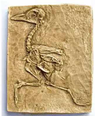 Reproduction Fossile  oiseu prehistorique Gallinuloides