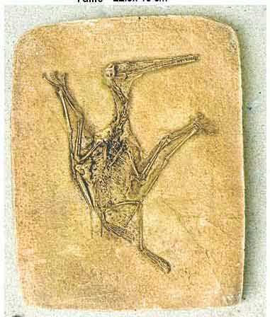 Reproduction Fossile reptile volant Pterodactylus Kochi