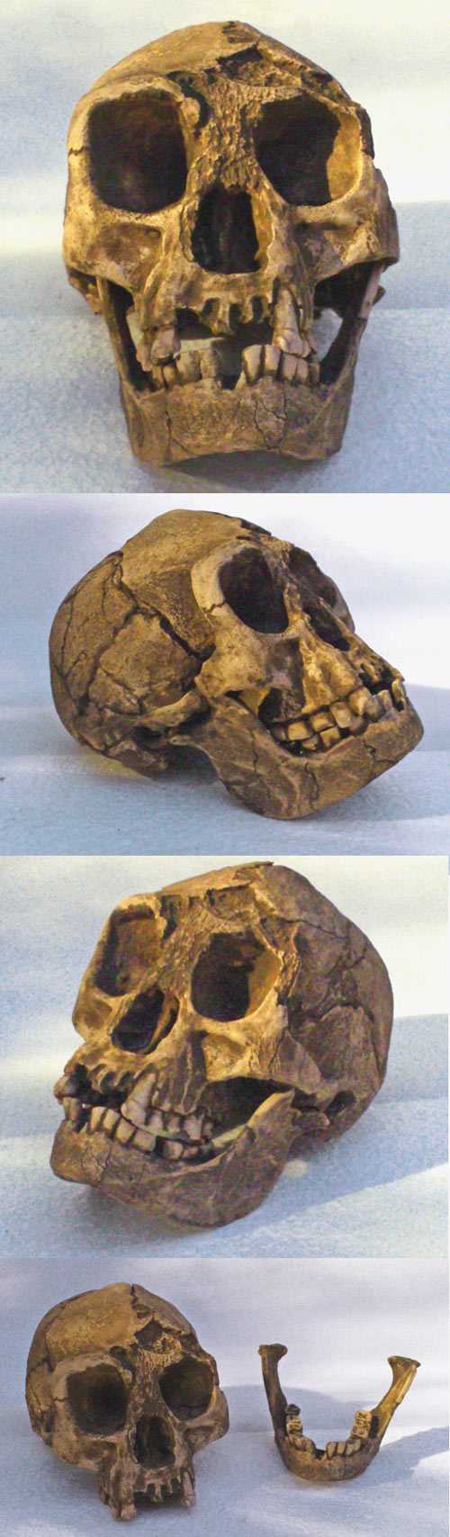 crâne Homo floresiensis