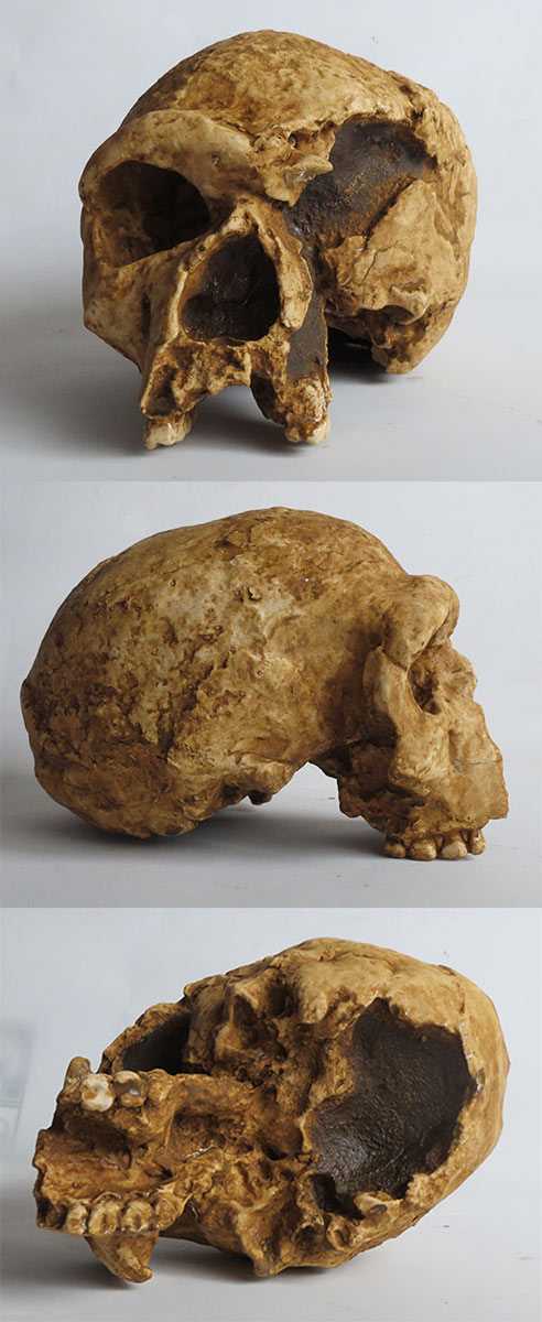 Crâne Homo steinheimensis