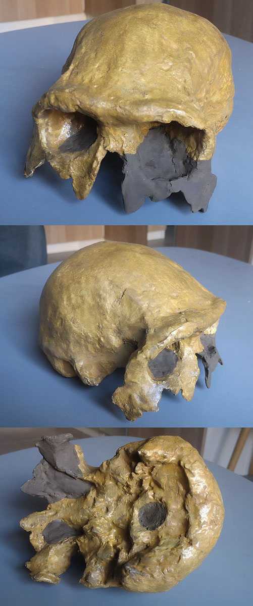 ergaster KNM ER 3883