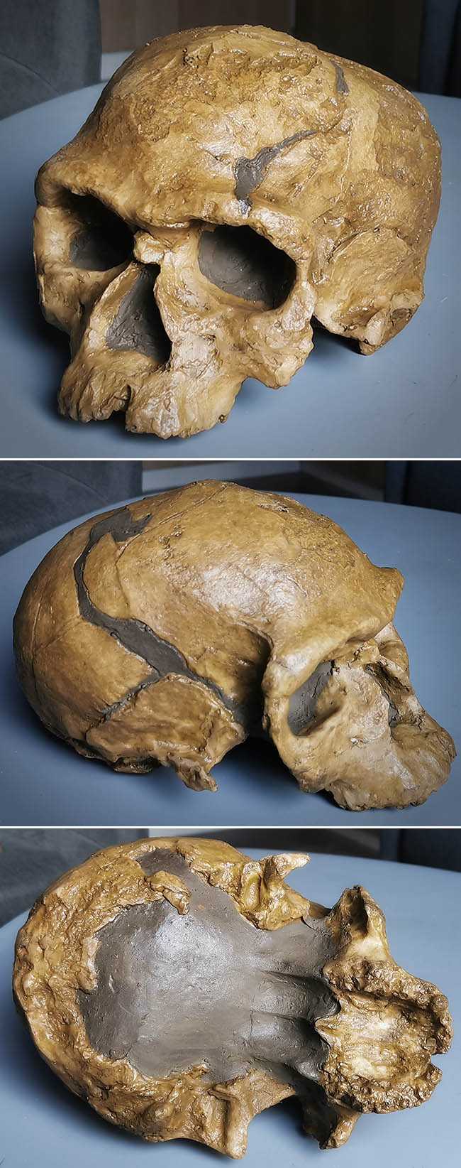 homo sapiens archaïque Djebel Irhoud 1