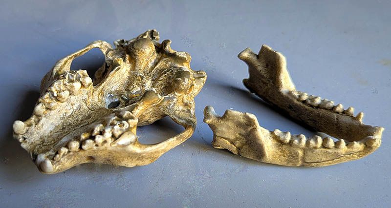 Notharctus tenebrosus