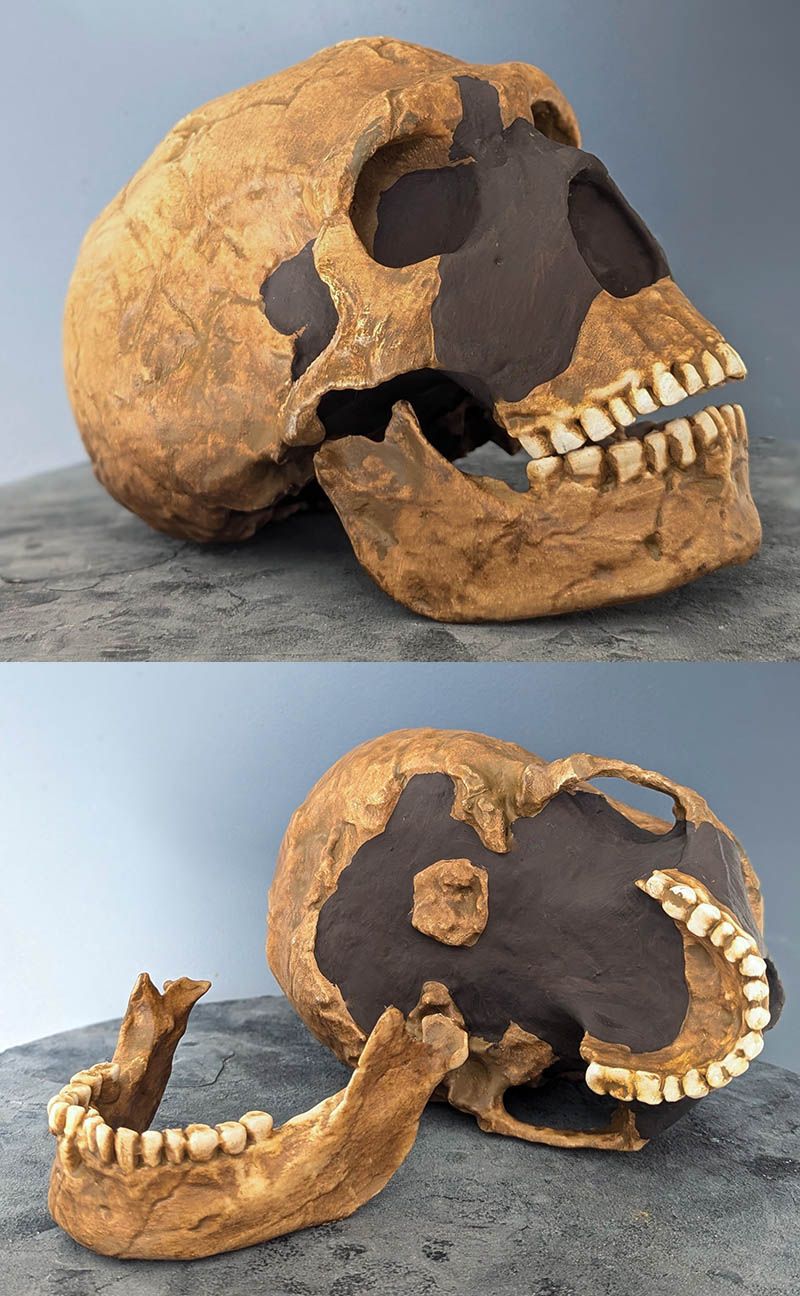 crâne Néandertal Amud 1
