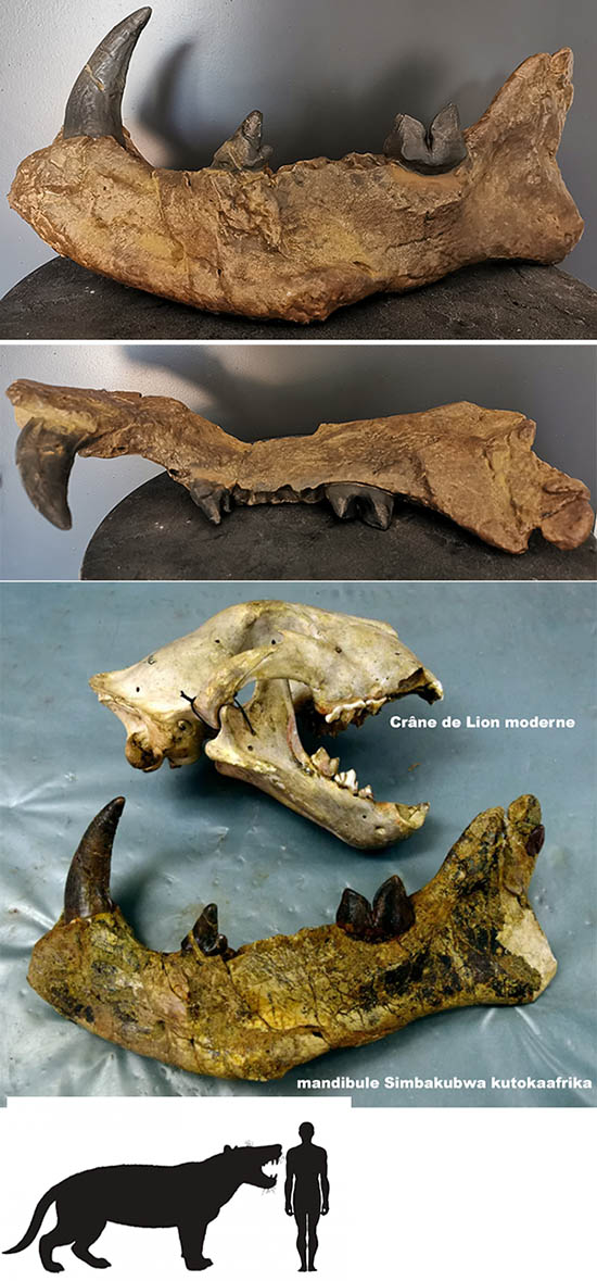 Simbakubwa kutokaafrika