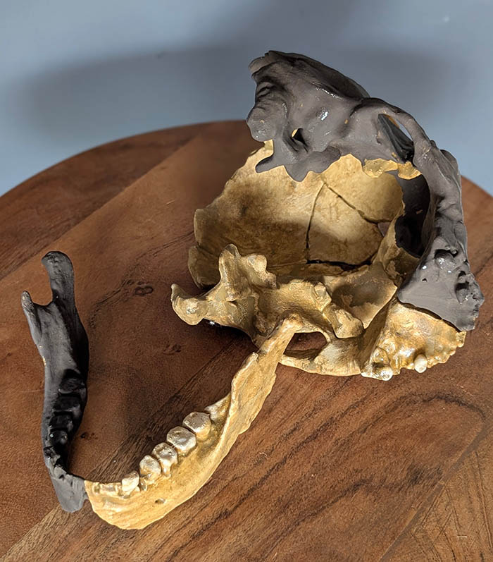 crâne sapiens Dar-Es-Soltane II H5