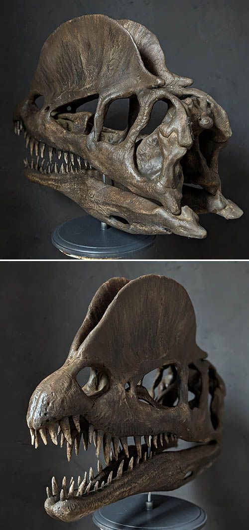 Crâne Dilophosaurus