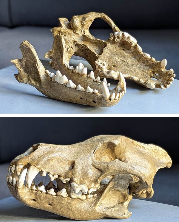 Crâne Aenocyon dirus