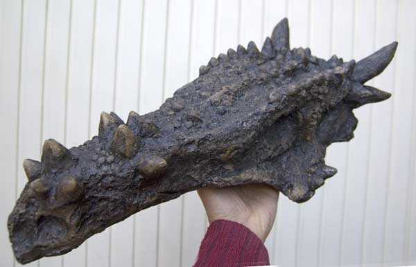 Dracorex Hogwartsia