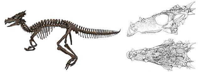 Dracorex Hogwartsia 4