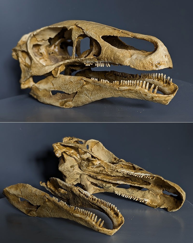 Crâne Erlikosaurus andrewsi