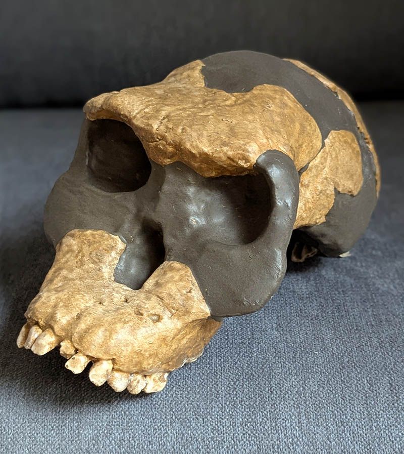 Australopithecus Garhi