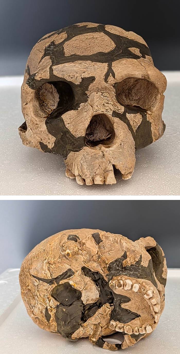 crâne Homme de Jinniushan