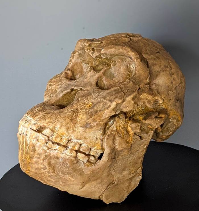 Australopithecus little foot