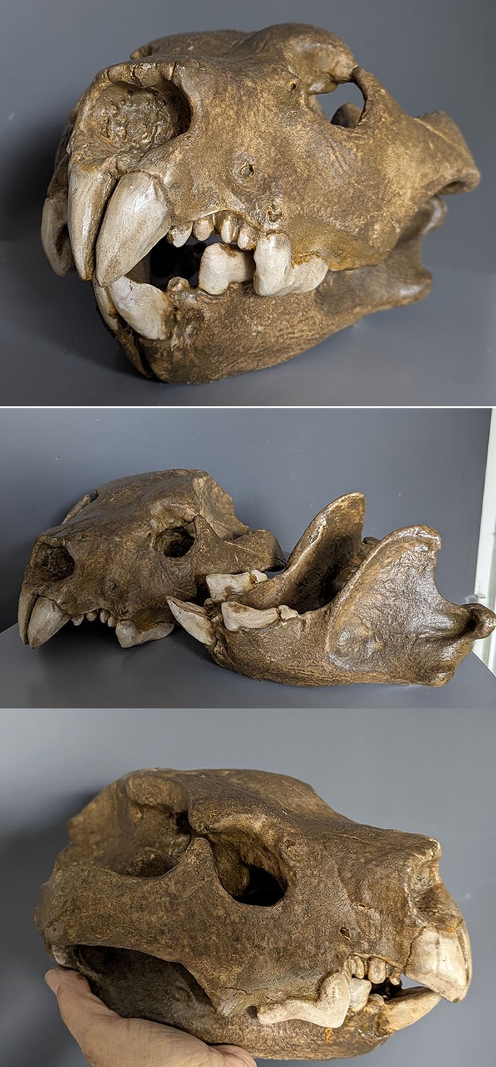Crâne Thylacoleo carnifex