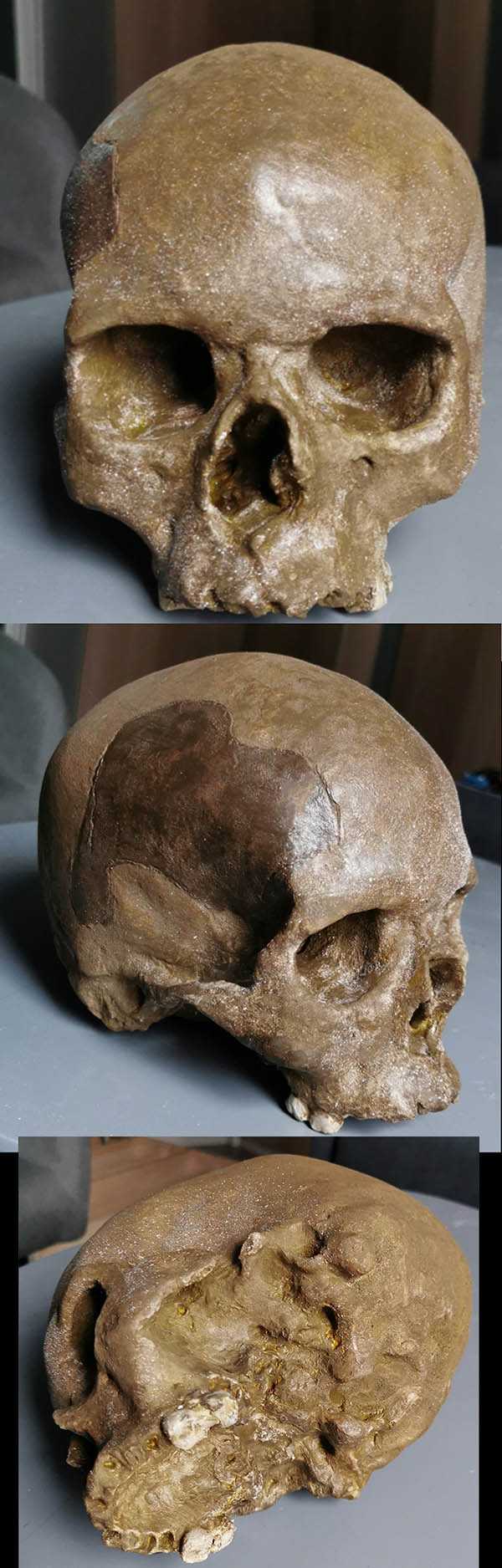 crâne homo sapiens Mladec 1