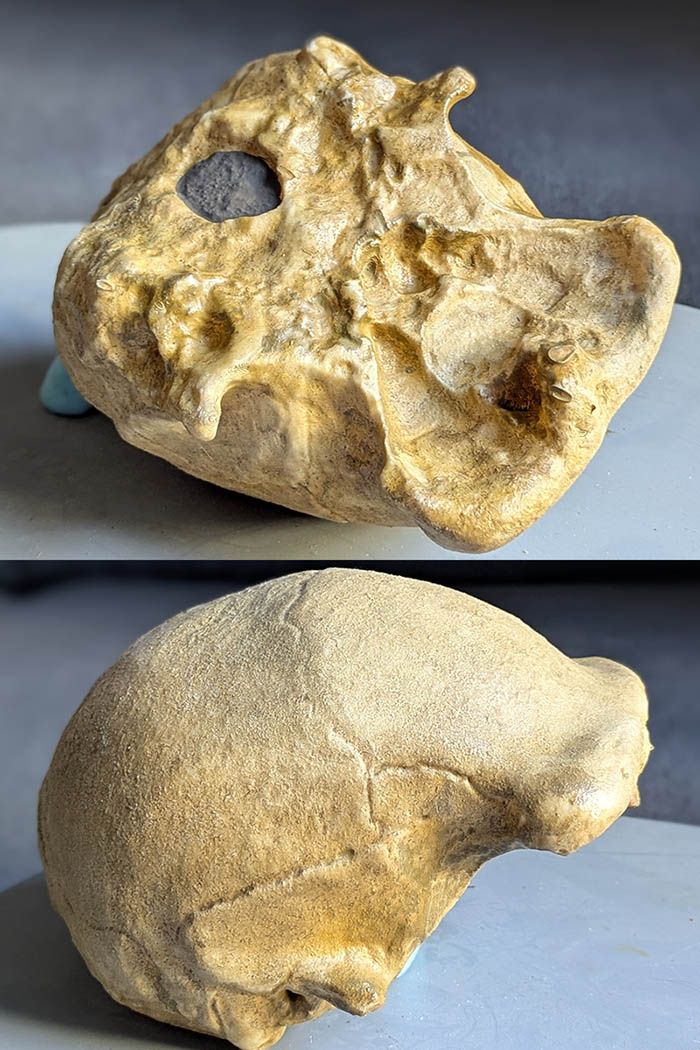 crâne Erectus Java Ngawi 1