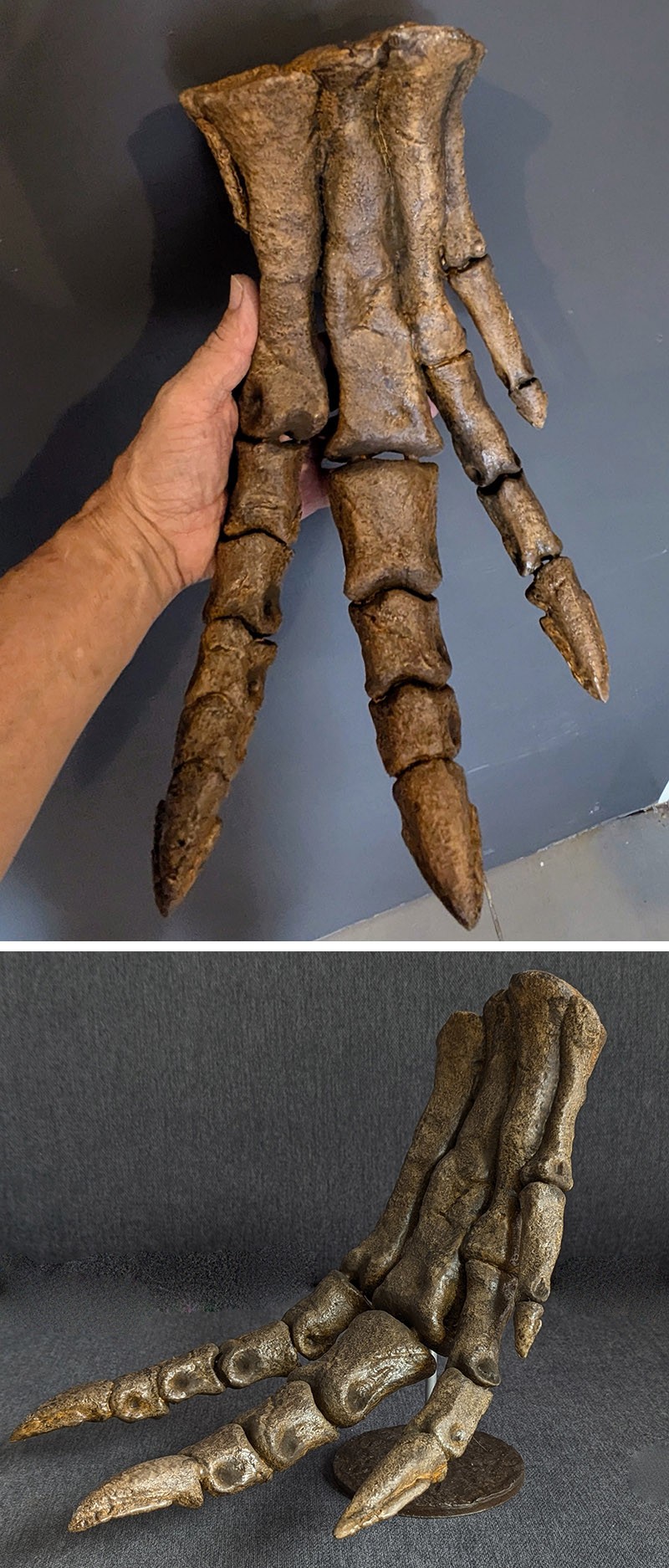 Pied de Pachycephalosaurus