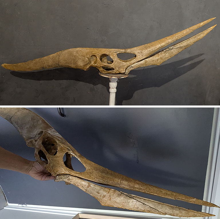 Pteranodon