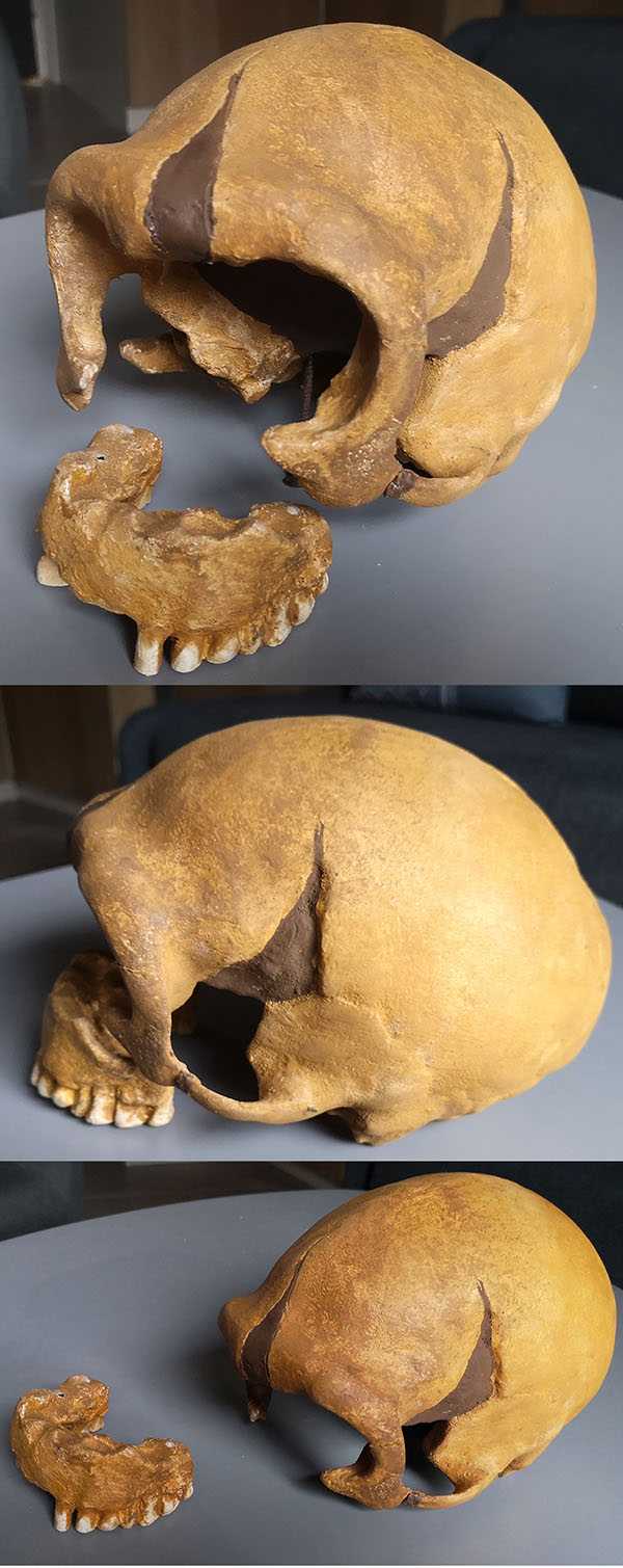 crâne Néandertal La Quina 5