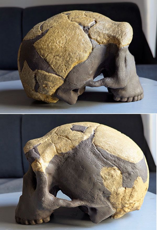 crâne Homme de Saldanha