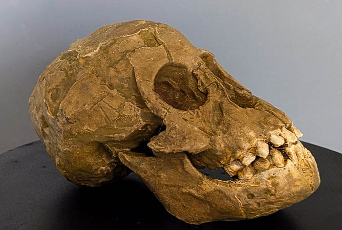 Australopithecus Selam