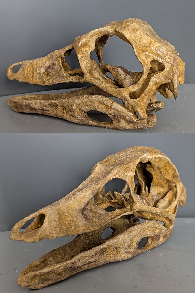 Crâne Struthiomimus Altus