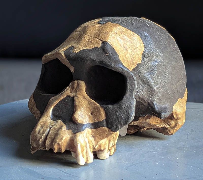crâne Australopithecus africanus Stw 53