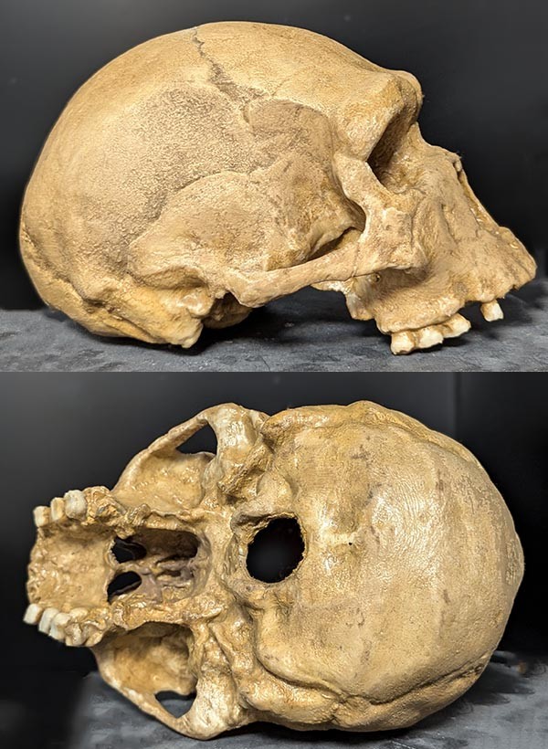 crâne Arago XXI Homme de Tautavel reconstruit