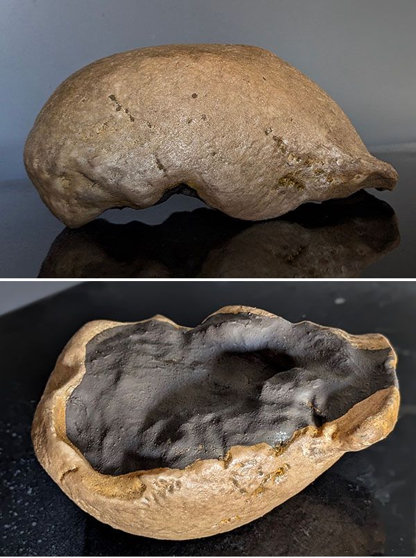 Crâne d'Homo Erectus Trinil II