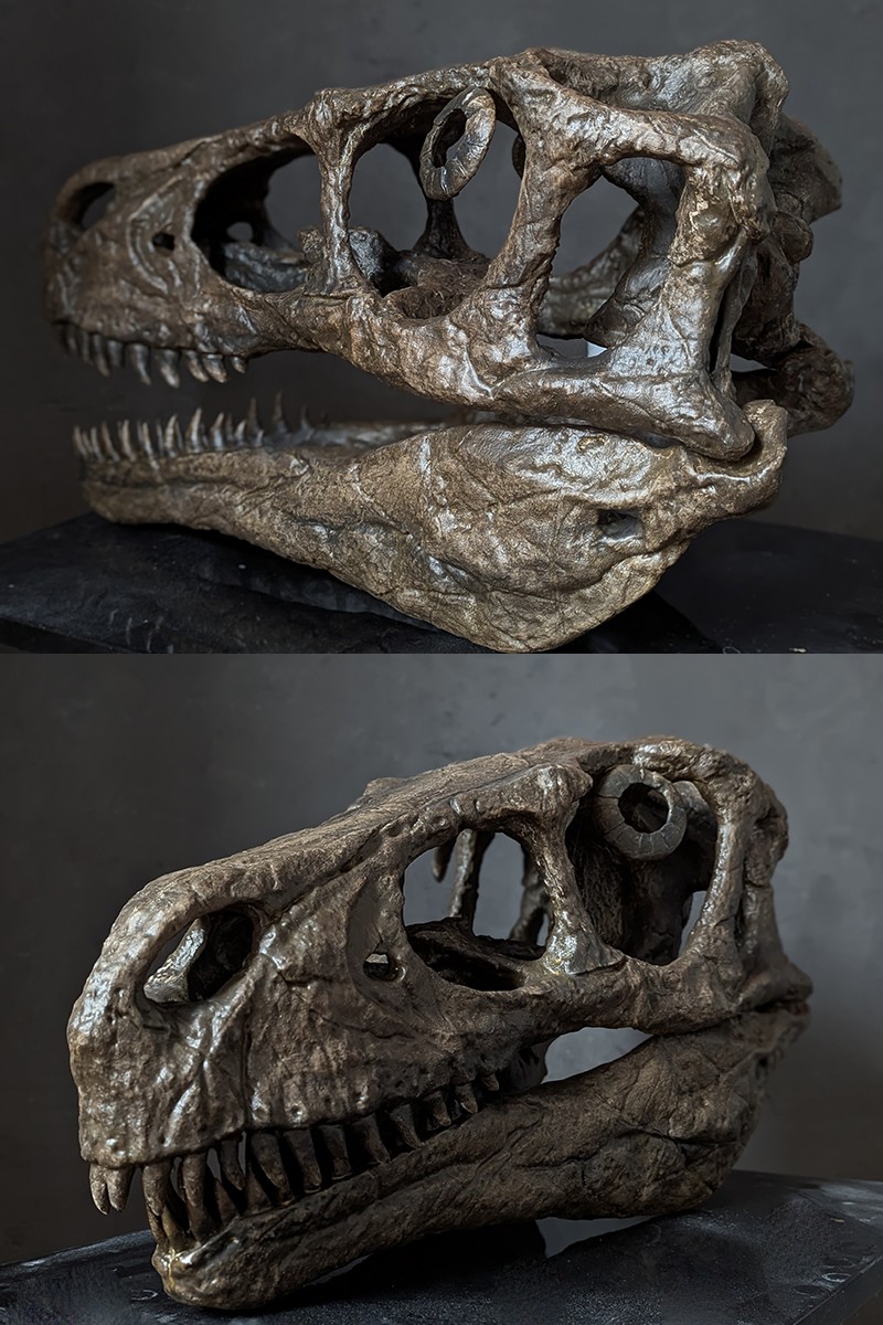 Crâne utahraptor_ostrommaysorum