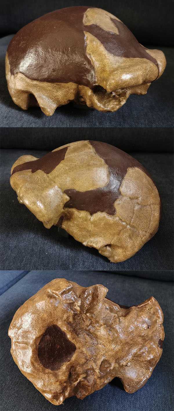 MOULAGES FOSSILES HOMINIDES